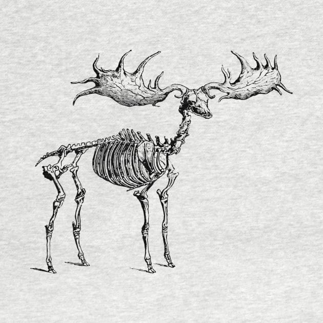 Moose Skeleton by KnuckleTonic